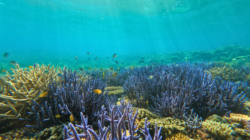 冬でも透明度の高い石垣島の海の中の様子