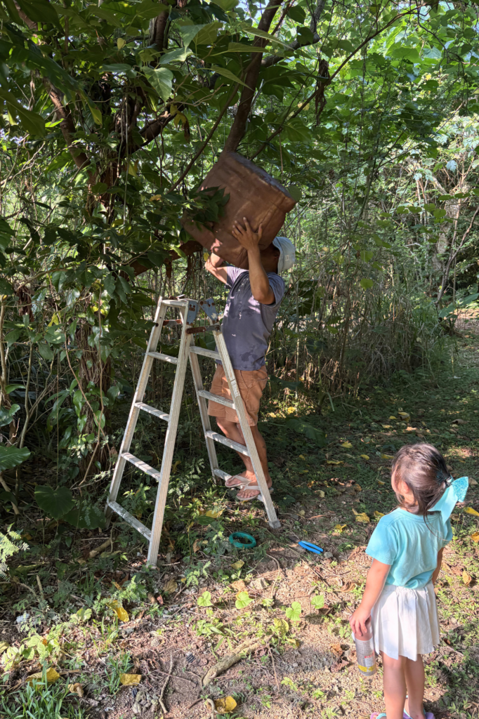 石垣島北部の防風林にアカショウビンの巣箱を設置するまるひでと娘