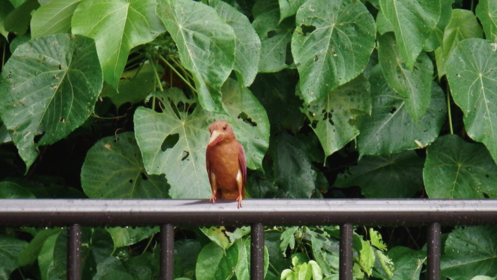 石垣島北部に渡ってくる
アカショウビン・うりずんの季節