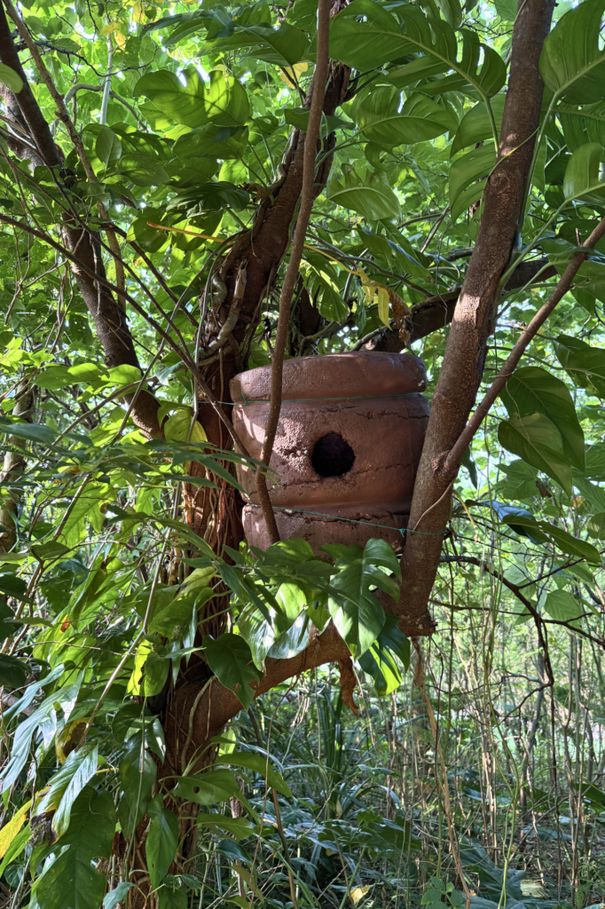 石垣島・伊原間の防風林に設置したアカショウビンの手作り巣箱