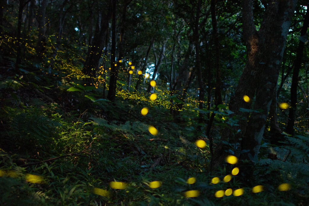夜の山中で光輝くヤエヤマヒメボタルの乱舞