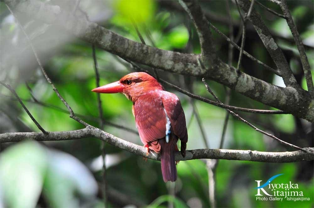 石垣島の森でアカショウビンが枝に止まっている写真（撮影：北島清隆）
