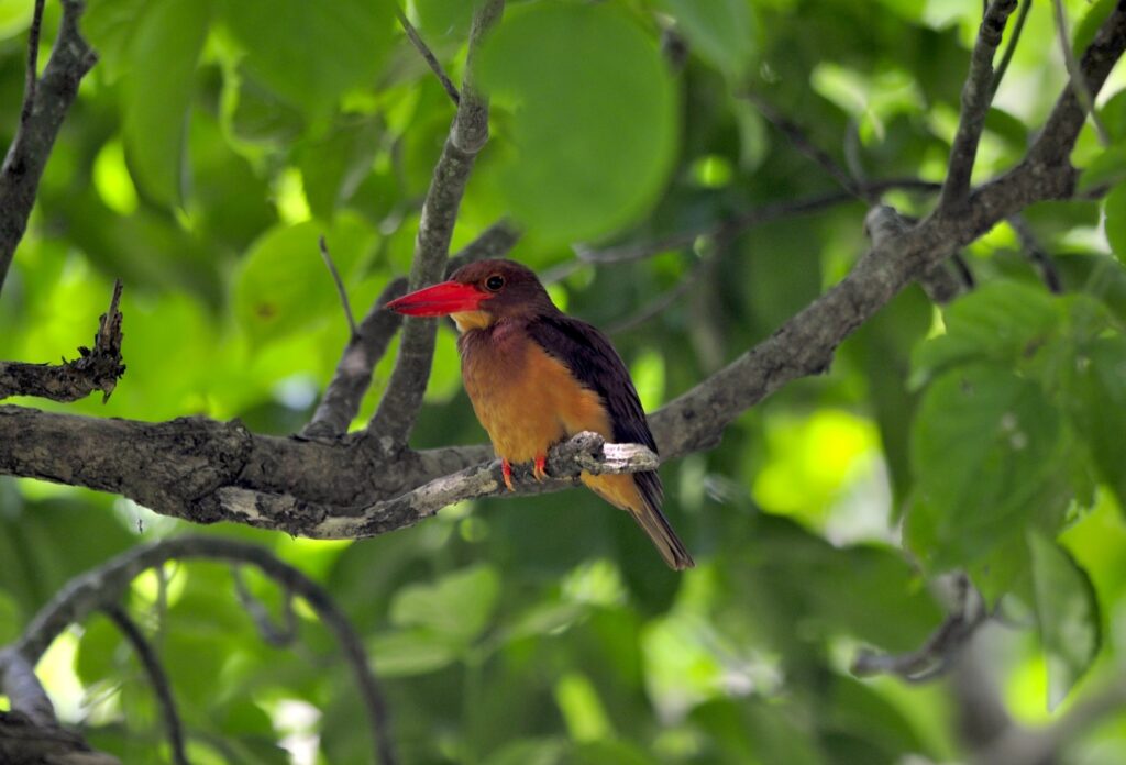 石垣島北部のSUP・カヤックツアー中に出会えるアカショウビン
