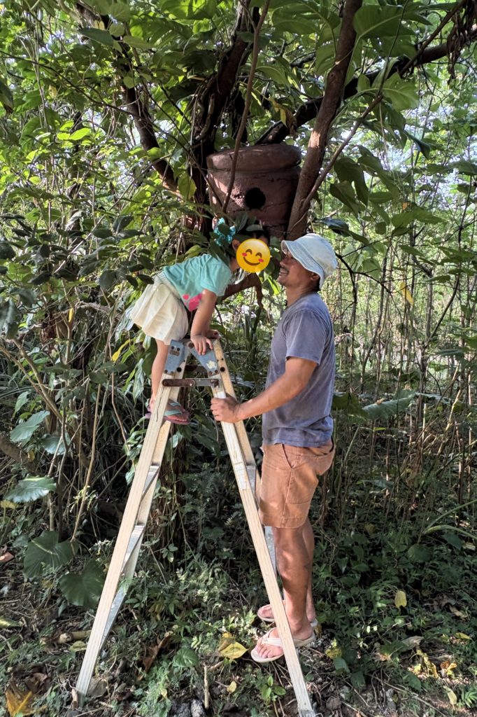 石垣島北部の防風林でアカショウビンの巣箱を設置するまるひでと娘