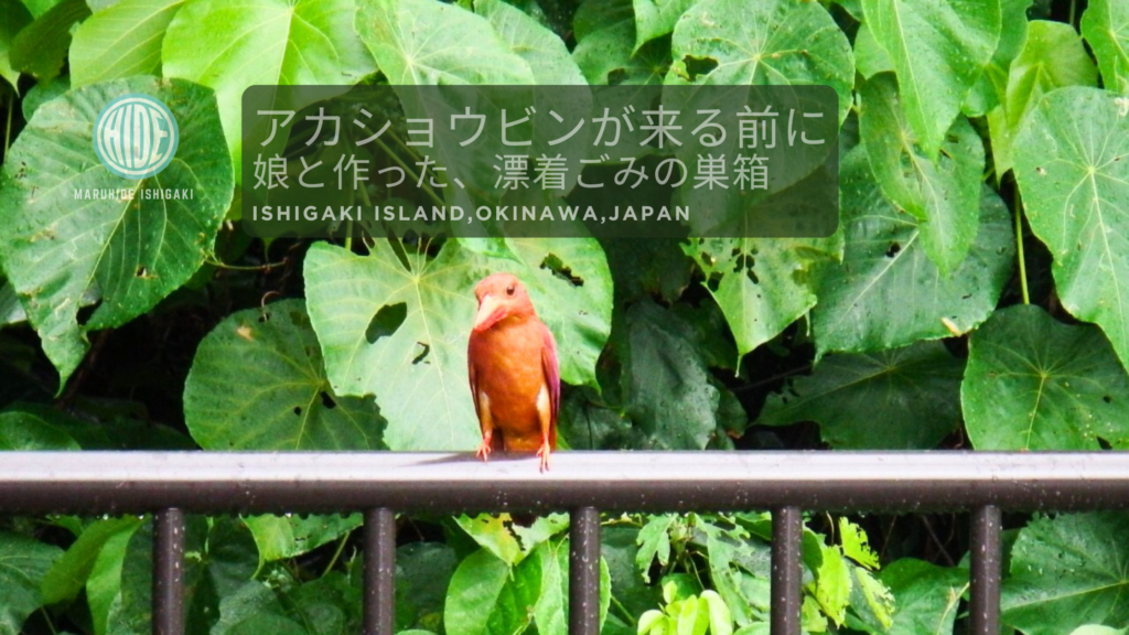 石垣島北部・伊原間の防風林でアカショウビンが枝に止まっている様子