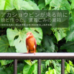 石垣島北部・伊原間の防風林でアカショウビンが枝に止まっている様子