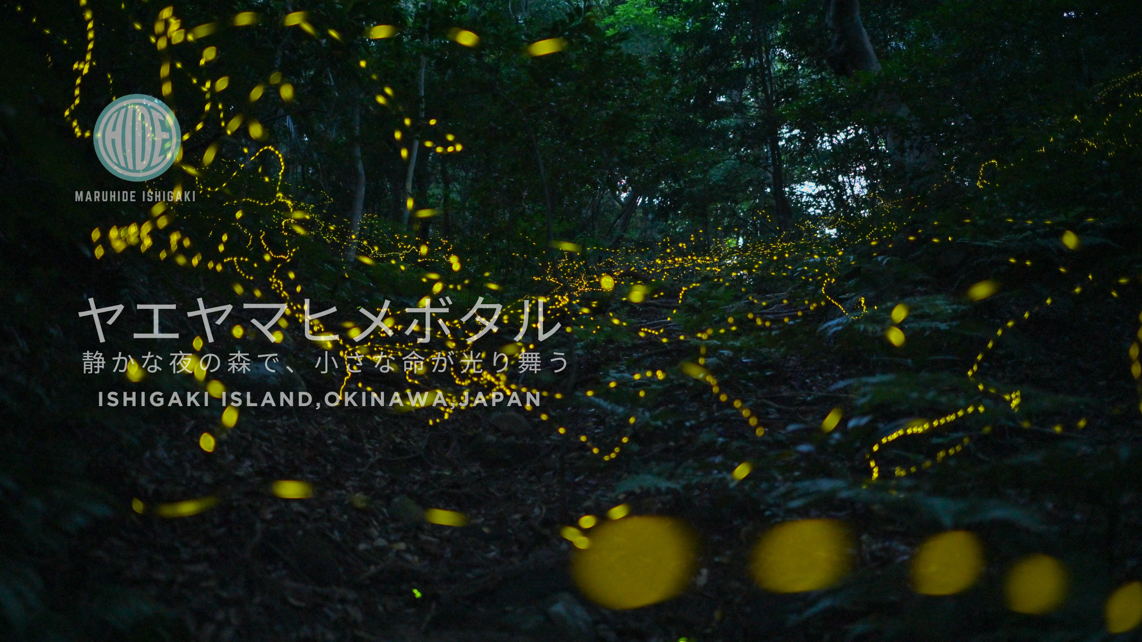 ヤエヤマヒメボタルと夜の平久保半島。一日一組だけの、特別な時間